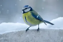 bird in the snow